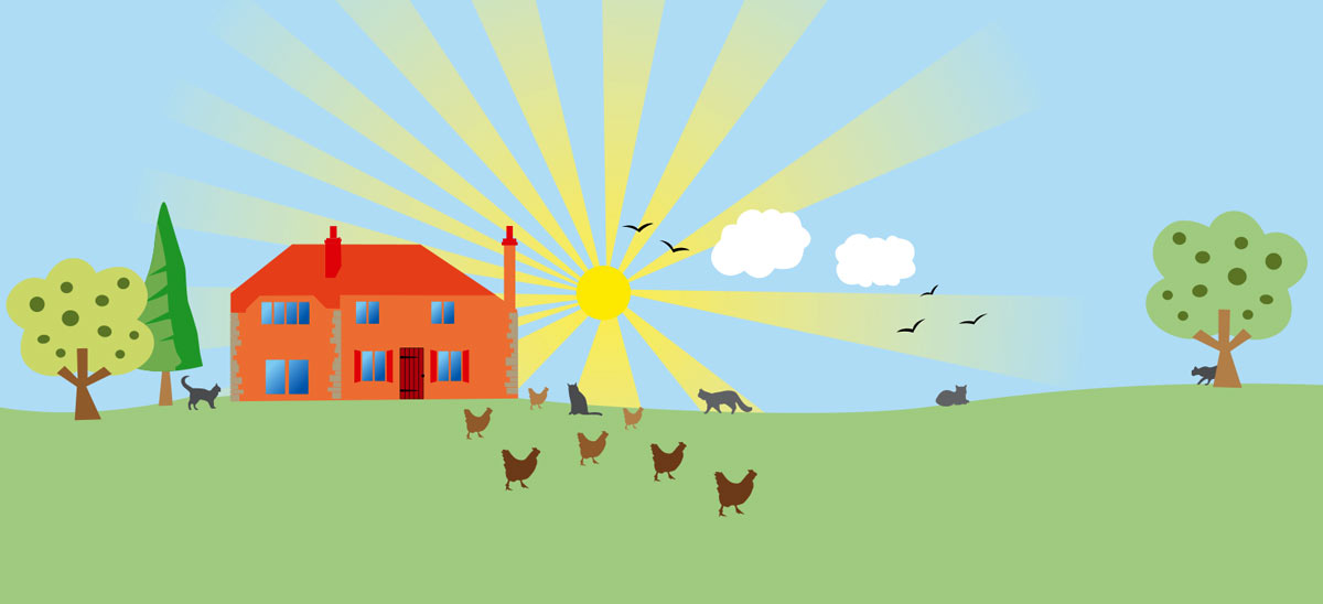 Friendly cat boarding