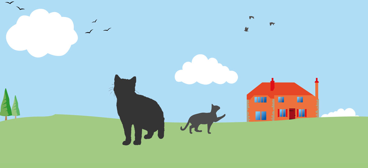 Highest standards of cat care